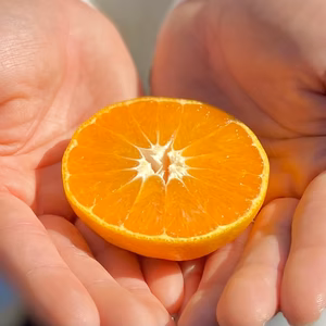 【希少】西南のひかり【生産量の少ないレア品種】