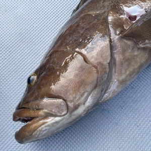 【魚突き】傷あり割引　クエ6.4kg 鱗、内臓処理済