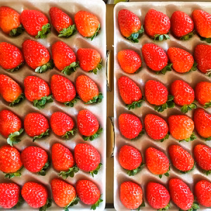 【業務用・着指定不可】青森県産　夏秋いちご30玉（３品種mix）