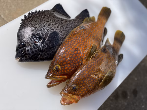 【松島産】石垣鯛とキジハタ2匹セット