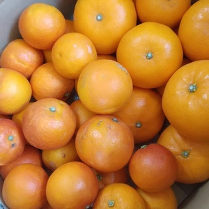 よくばり柑橘ＭＩＸ　せとか＆ブラッドオレンジ（タロッコ）