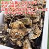 【自宅で漁師体験！】水揚げそのまま無選別牡蠣～海のお宝さがしセット～生牡蠣