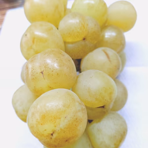 皮ごと食べれるぶどう「瀬戸ジャイアンツ」訳あってお買い得　