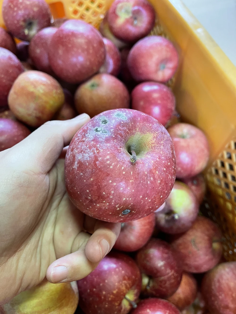 小玉傷物企画☆サンふじバラ詰めお買い得☆ご家庭用