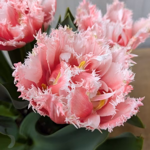 【フラワーロス】チューリップ　クイーンズランド