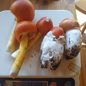 ◆早い者勝ち◆高級ニセコ産天然たまご茸200ｇ