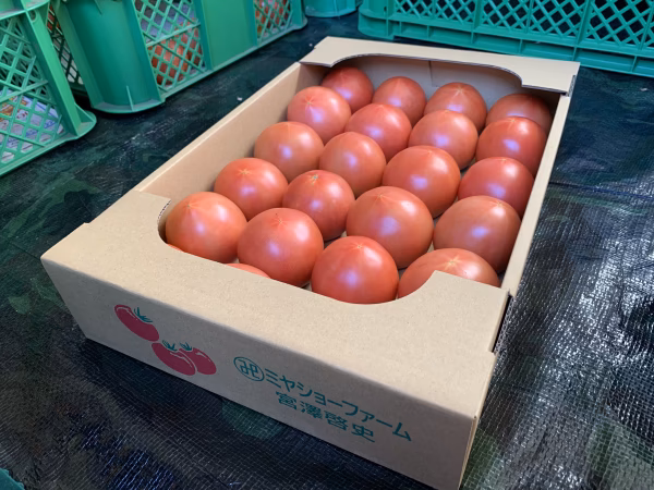 長野県産　信州トマト4kg詰め