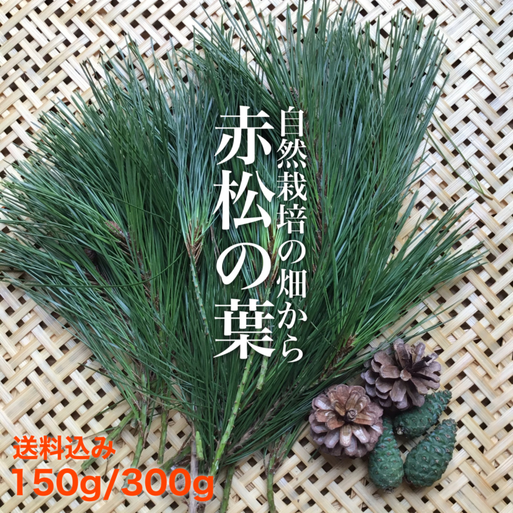 採れたて新鮮♪︎信州軽井沢産 上質赤松松の葉500g 松葉茶松ジュース