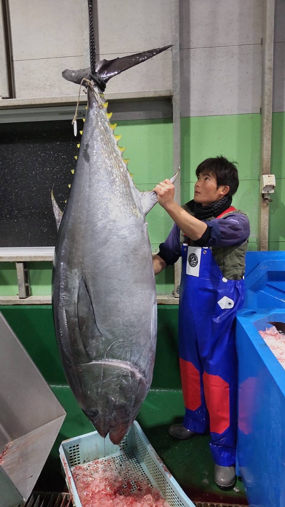お口でトロける贅沢セット！みやび鮪【トロトロセット600g】 ｜マグロ