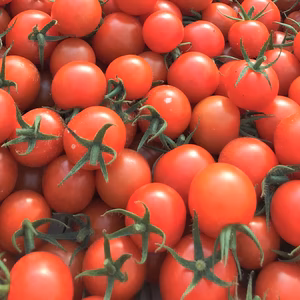 【お買得】プチプチミニトマト【サイズ２S以下（６g前後）】1.3㎏/箱