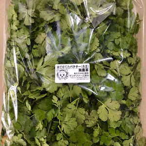  いっぱい食べて！｢無農薬パクチー カットリーフ ｣ オマケ付き