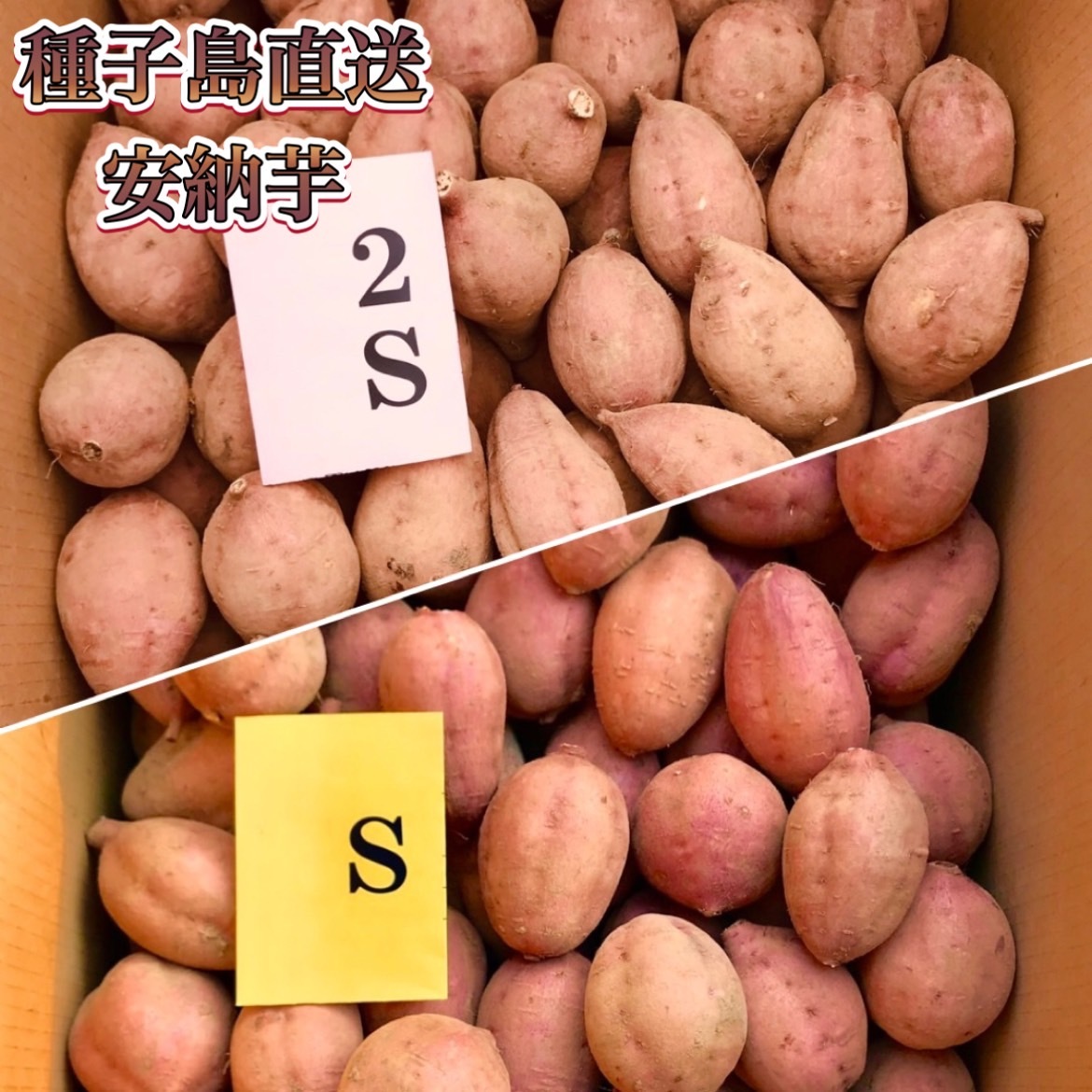 絶品】種子島産 安納芋 2S&S コレクション 混合20kg(箱別) 種子島産