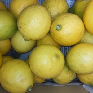 皮も使える広島県産レモン  訳あり品 5kg