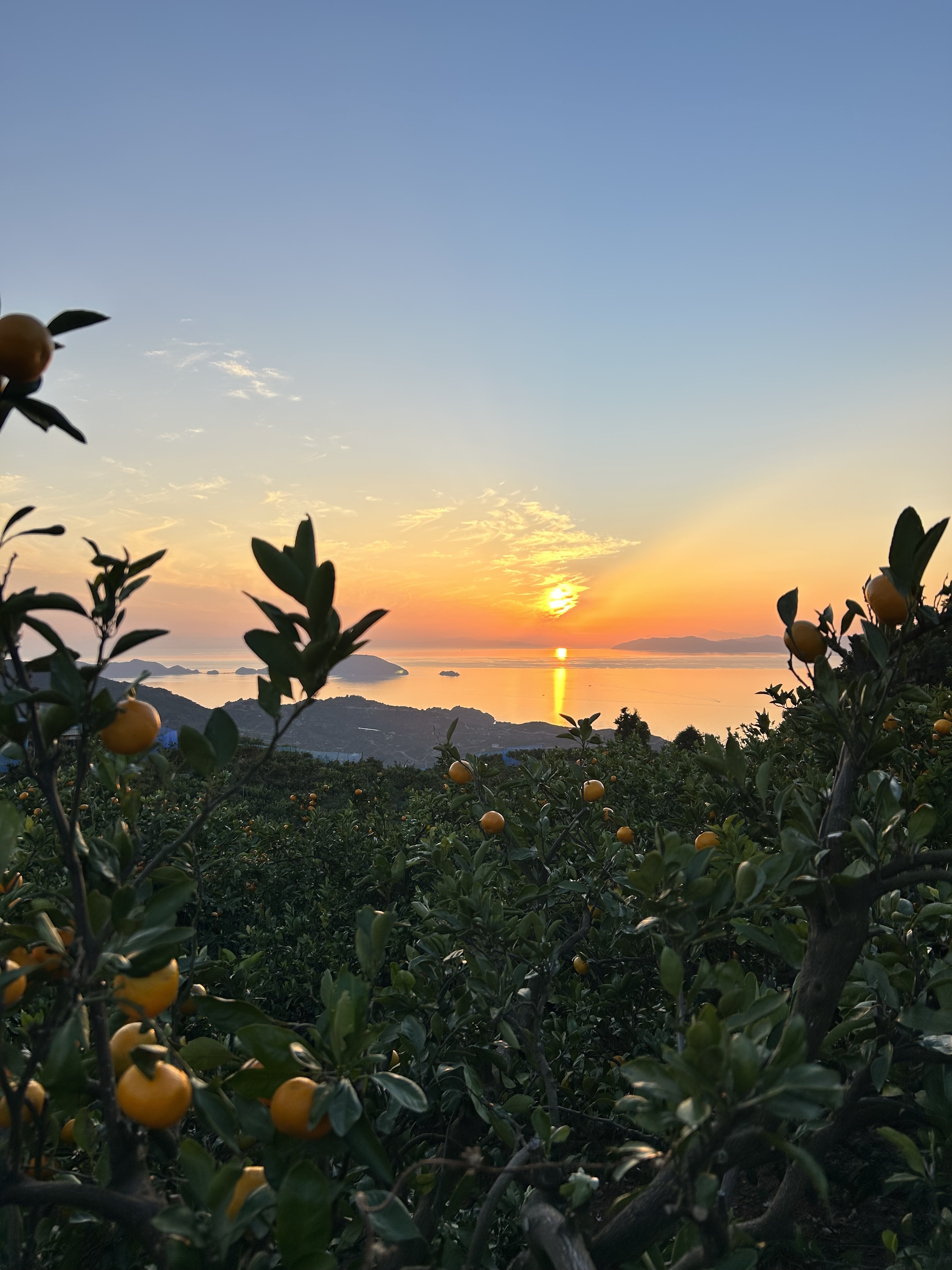 愛媛県八幡浜市｜オレンジグローブ タカシマ｜髙島建樹さんの生産者