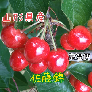 山形県のさくらんぼ【佐藤錦】※常温便6/21頃〜発送予定