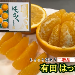 ≪農家直送≫傷あり手詰有田はっさくL×8玉【南泰園】