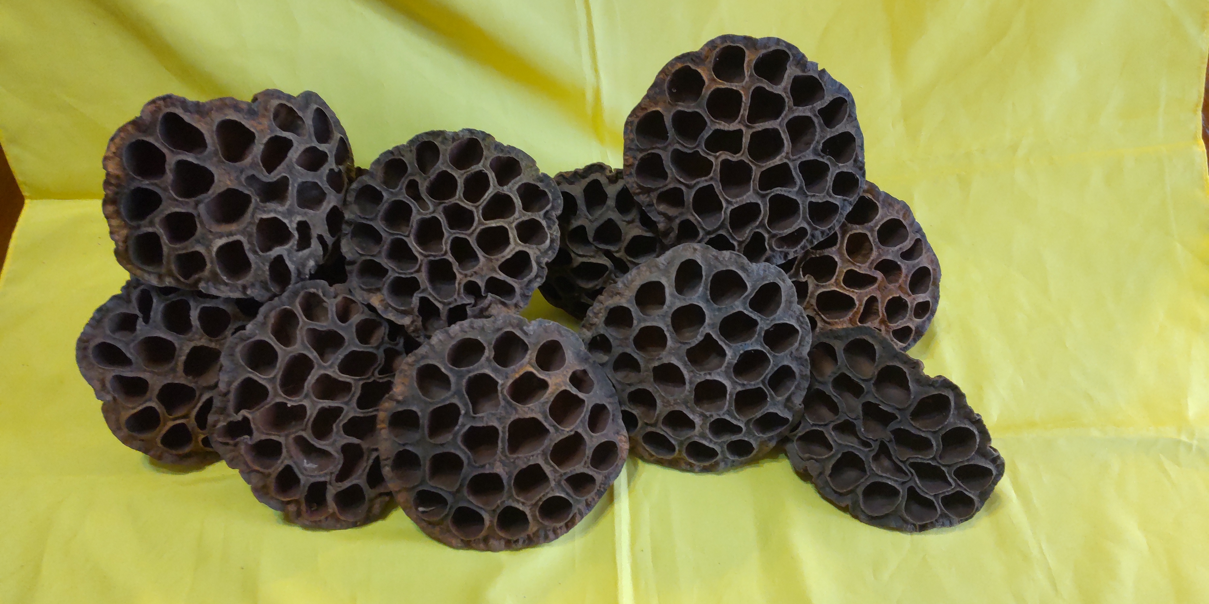 蓮の花托 Kenshi Fujimaru | 蓮の花托 (かたく）Lotus seedpod 近所の蓮池は、蓮