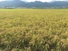 【令和元年新米】初霜(はつしも)玄米5kg 自然栽培米土と暮らす