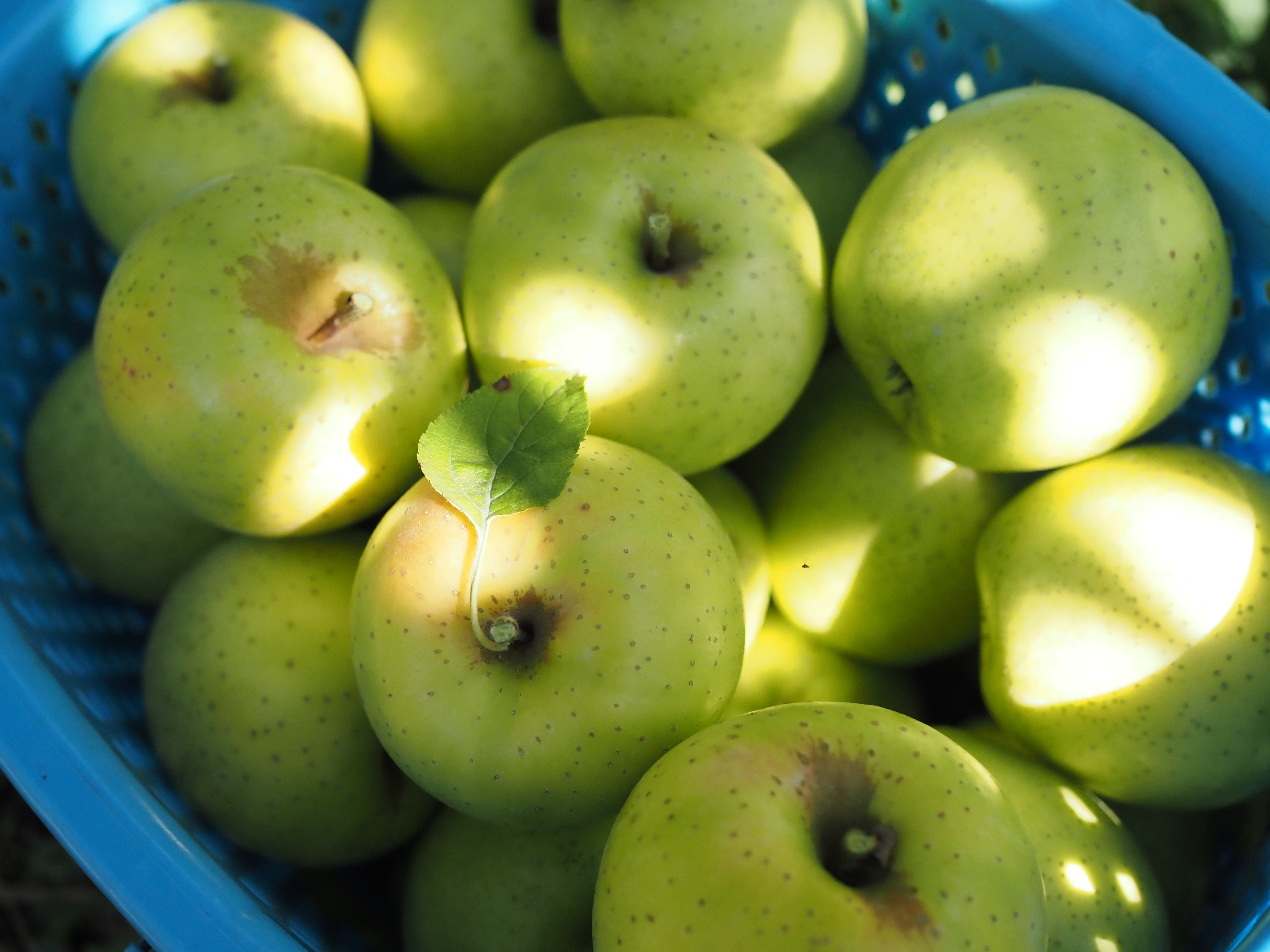 [王林]優しい甘さで香り高い青りんご/ネオニコ系農薬不使用/特別栽培 ④家庭用 3Kg