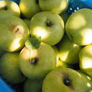 【王林】優しい甘さで香り高い青りんご/ネオニコ系農薬不使用/特別栽培