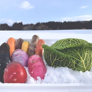 東北の雪までお届け！雪下野菜の雪詰めセット（サボイキャベツver.）