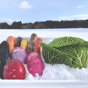 東北の雪までお届け！雪下野菜の雪詰めセット（サボイキャベツver.）