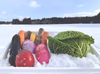 東北の雪までお届け！雪下野菜の雪詰めセット（サボイキャベツver.）
