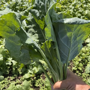  （芥藍）Chinese Kale！KAIRAN！delicious！