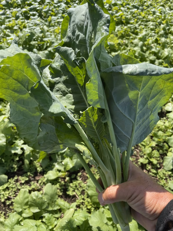  （芥藍）Chinese Kale！KAIRAN！delicious！