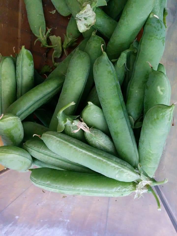 さやえんどう・いんげんの産直通販・お取り寄せ商品｜野菜