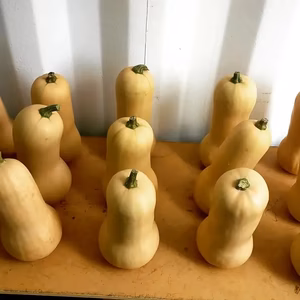 ★北海道産★化学農薬不使用カボチャ：バターナッツ2個