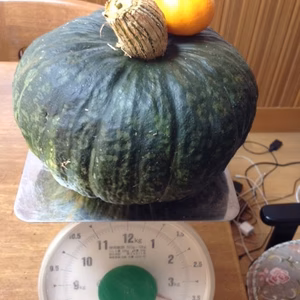 栗カボチャの王様　くりほまれ　自然栽培　4㎏のジャンボサイズ