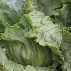 レタスの食べ比べ　玉レタス&リーフセット　