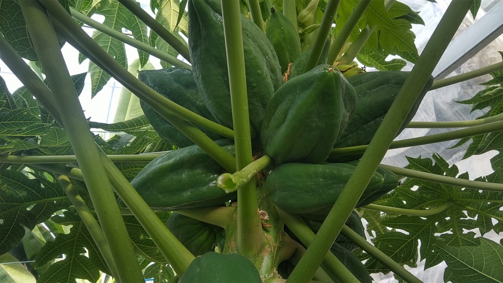パパイヤ 約2kg 青パパイヤ 高知県産 一年中注文OK 3玉-6玉