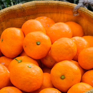 ［限定15箱］甘味濃厚なみかんを厳選！そして新鮮！12月3日収穫の早生みかん！