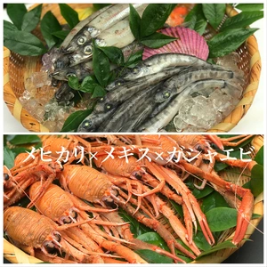 バルタン星人ガシャエビと人気の深海魚達（メギス＆メヒ