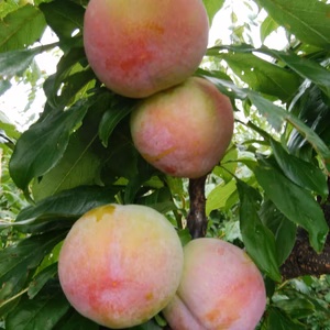 【期間限定】スモモ｢サマーエンジェル｣　南アルプス市産