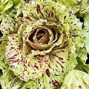 とっても珍しい春の超高級野菜