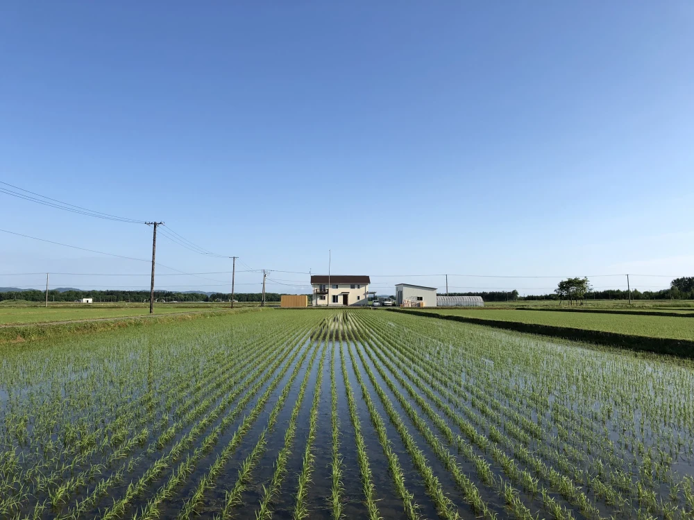 新米！【送料無料】精米ゆめぴりか お試し5合 令和5年産
