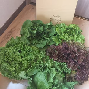 獲れたて新鮮！5種類の旬のレタス食べ比べセット