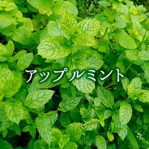 完全無農薬 アップルミント 20g/40g