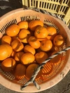 【食べ比べ】農薬不使用　八朔＆青島みかん＆ネーブルオレンジ