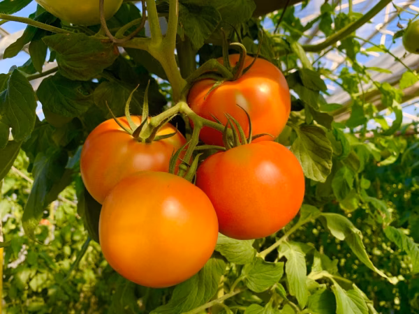 4月予約桃太郎トマト【ミディトマトのおまけ付】天然水と日本一の日照量で育てました