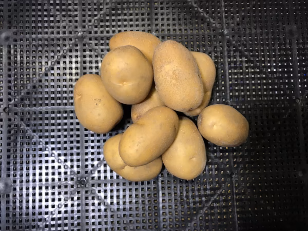 ［新ジャガ インカのめざめ］糖度高く濃厚風味