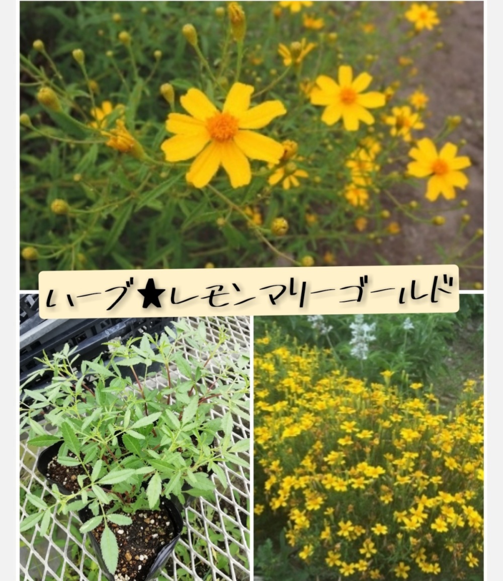ナメクジの嫌う コンパニオンプランツハーブ レモンマリーゴールド 宿根５苗 農家漁師から産地直送の通販 ポケットマルシェ