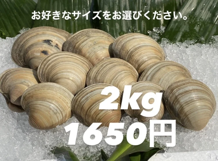 ホンビノス貝【2kg】