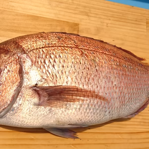 三重県紀州産 養殖真鯛 大 (三枚おろし)