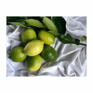 満足【もりのしずくれもん】4kg.2kg国産レモン安心ワックス不使用 