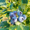 《奈良県産》フレッシュブルーベリーパック