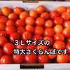 <<特大3L・紅秀峰>>　大〜きなさくらんぼ